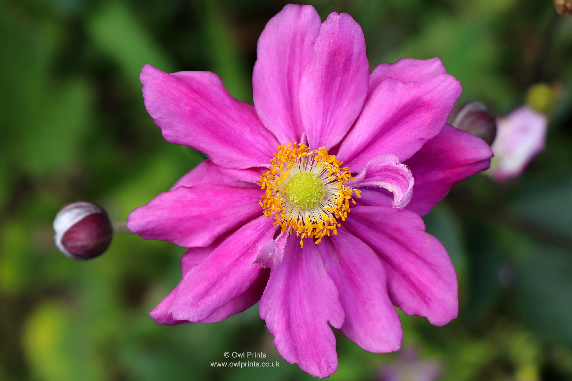 Анемона гибридная (Anemone hybrida Margarete