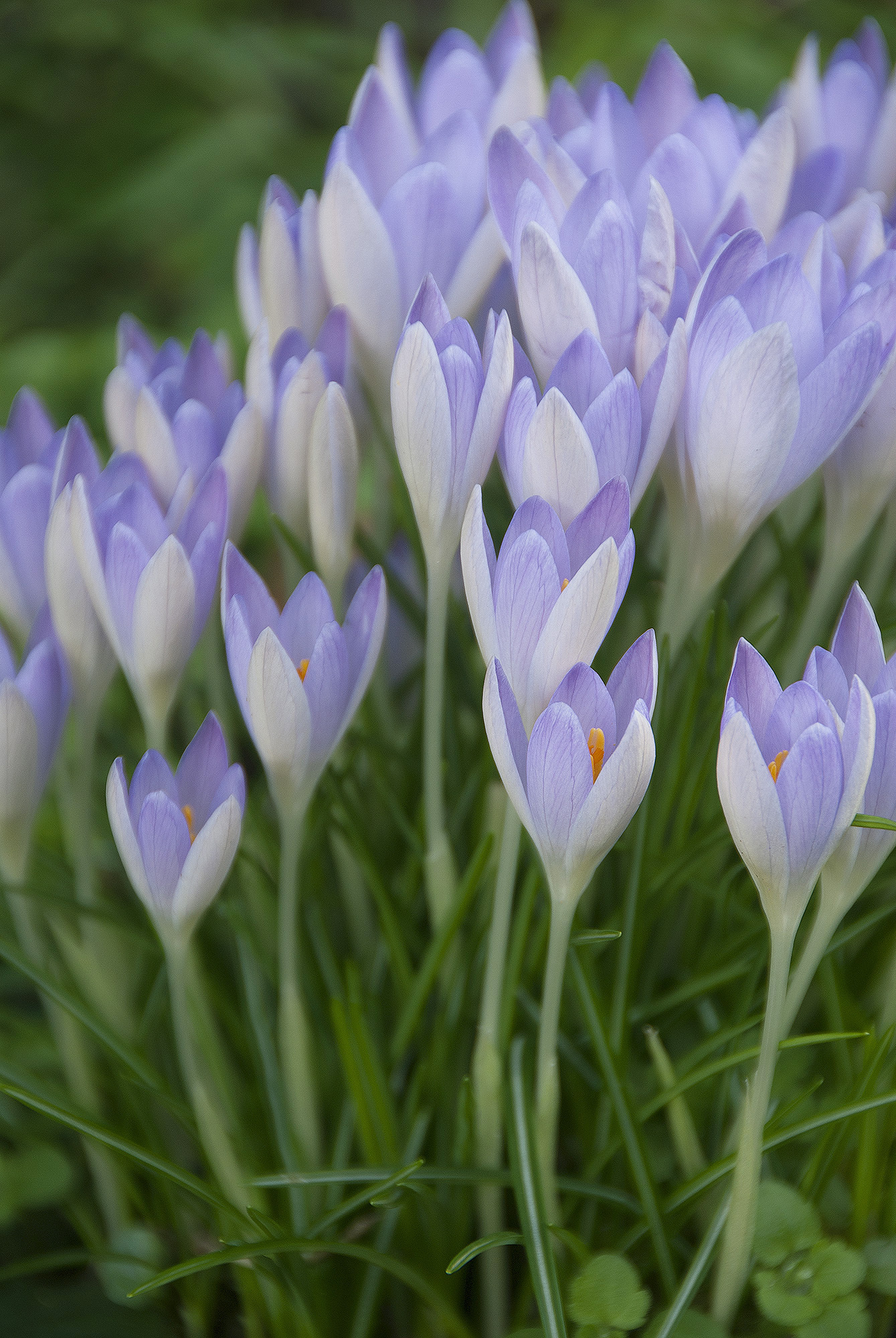 Steffie Shields | Garden Photographer's Association