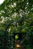 A rose grown archway late afternoon 