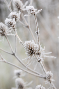 A Frosty Start