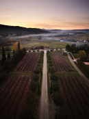 Provence Vineyard