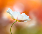 Japanese Anemone with Red Maples