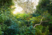 October Dawn in an Exotic Garden