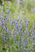 Eryngium planum