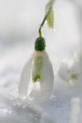 Frosty Snowdrop