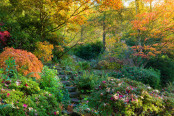 Early November in a Woodland Garden