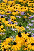 Rudbeckia and Aster