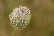 Daucus carota 