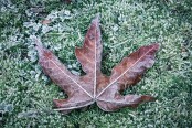 Frost Maple