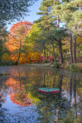 A burst of autumn colour