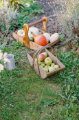 Squashes freshly picked in allotment