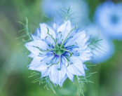 Nigella damascena