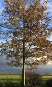 Millennium Oak in winter light