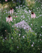 Echinacea pallida 'Hula'