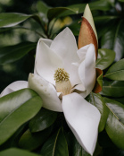 Magnolia grandiflora 'Ferruginea'