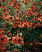 Helenium 'Morheim Beauty'