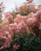 Eutrochium fistulosum (Joe Pye Weed)