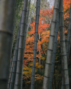 Bamboo and Acer