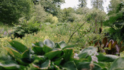 Bog Garden Landscape