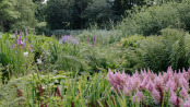 Bog Garden Landscape