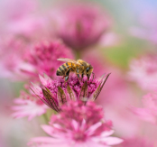 Honey bee on Astrantia