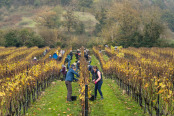 Vineyard harvest