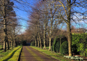 Shadows and Snowdrops