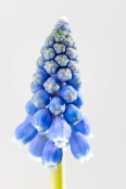 Muscari Muse