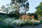 Dawn lights the dry garden, midsummer