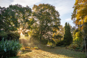 Sunrise on the water garden's November colours