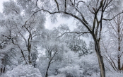 Winter Magic, Korea National Arboretum