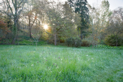 Sunrise by the fritillary meadow