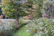 Self-seeded meadow of native asters (Symphyotrichum nova-angliae 