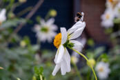 Bee asleep on Dahlia 'Stephen Ryan'