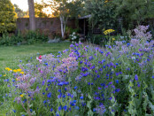 My wildflower border in July