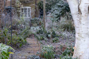 Winter path in my garden