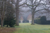 Avenue of birches at Doddington Place Gardens