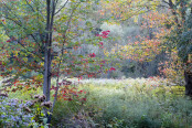 Maples changing colour in a Vermont meadow