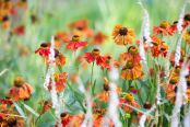 Heleniums