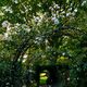 A rose grown archway late afternoon 