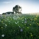 Early Summer Meadow