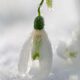 Frosty Snowdrop