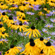 Rudbeckia and Aster