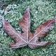 Frost Maple