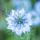 Nigella damascena