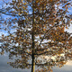 Millennium Oak in winter light