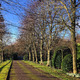 Shadows and Snowdrops