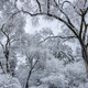 Winter Magic, Korea National Arboretum