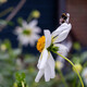 Bee asleep on Dahlia 'Stephen Ryan'