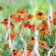 Heleniums